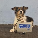 Erste Hilfe-Kurs für Hundehalter