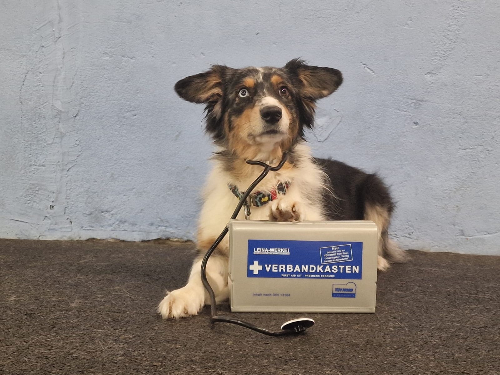 Erste Hilfe-Kurs für Hundehalter