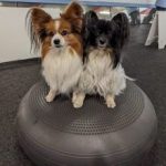 Balance & Cavaletti Training - Stark & beweglich durch den Alltag!