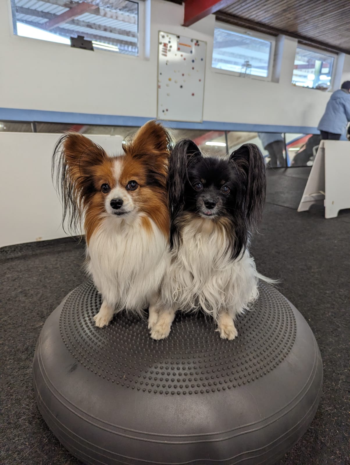 Balance-Training für kleine Hunde