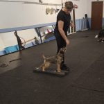 Tricksen/Dogdance/Balance Workshop- lerne Rhythm-4-Dogs kennen