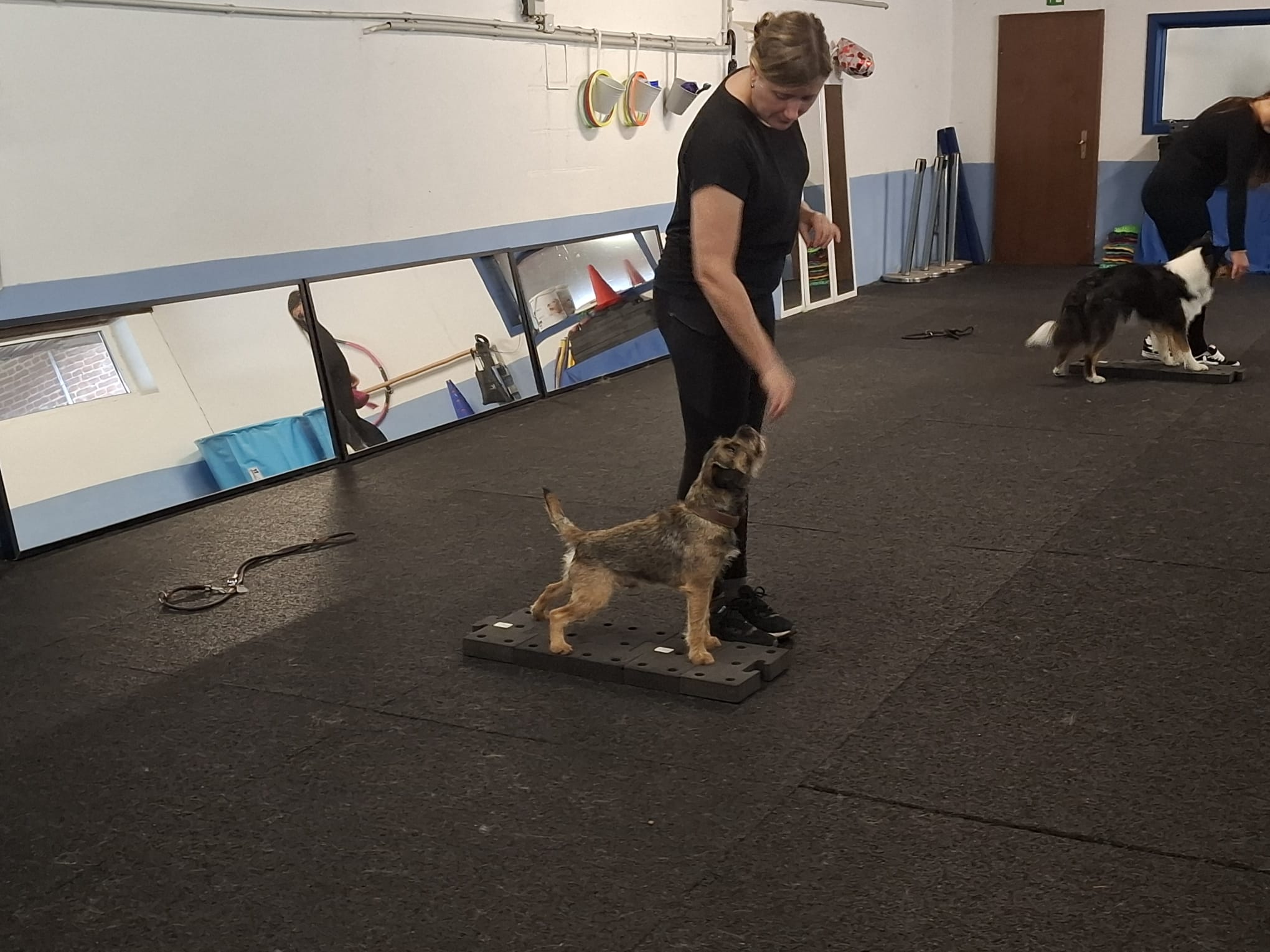 Tricksen/Dogdance/Balance Workshop- lerne Rhythm-4-Dogs kennen