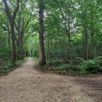 Social Walk im Wald