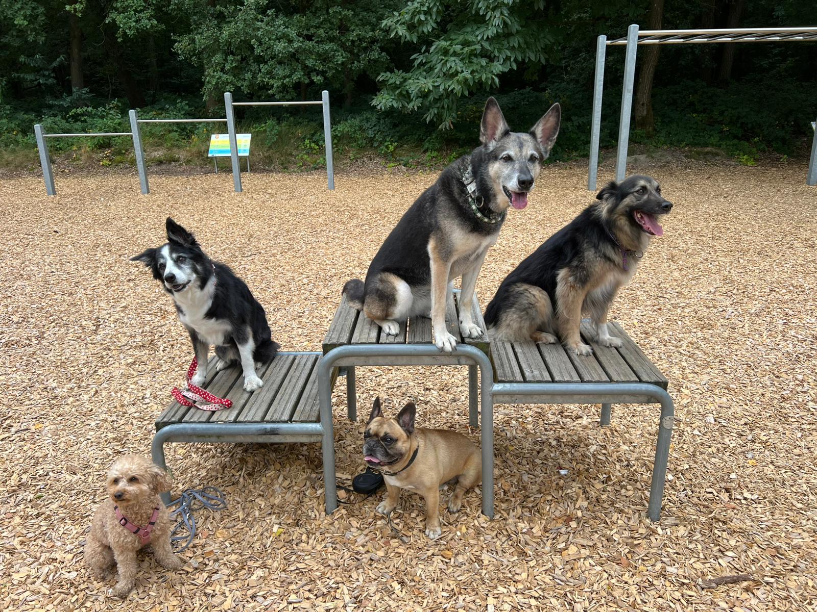 👙🩳Sommer-Parcours 🐾