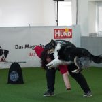Vom Trick zum Tanz - Dogdance Schnupper-Workshop!